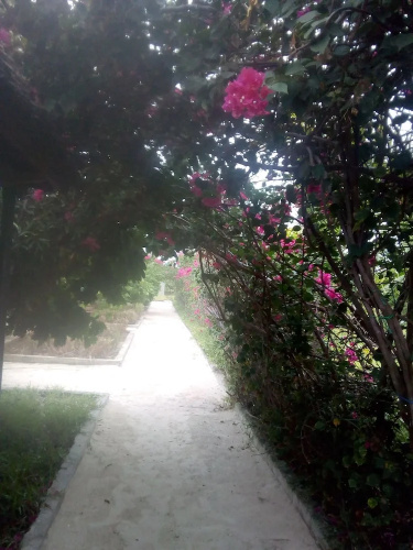 Paipai zanzibar