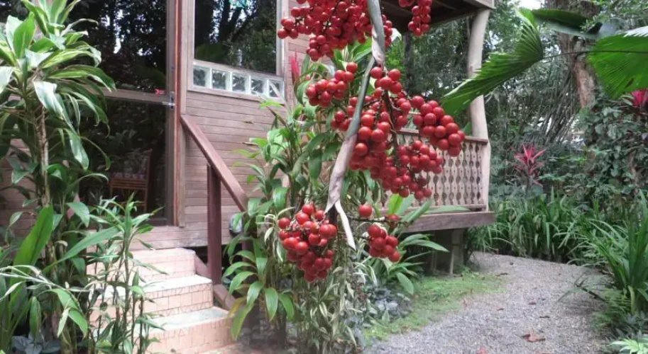 Cecropia House