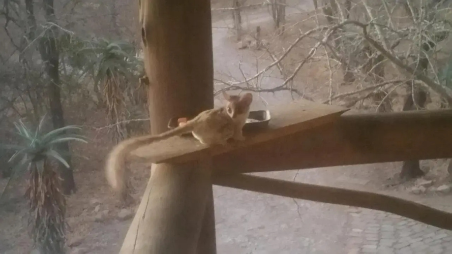 Marlothii Safari House