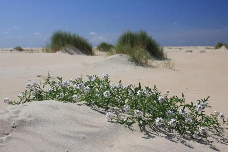 't lant van Texsel