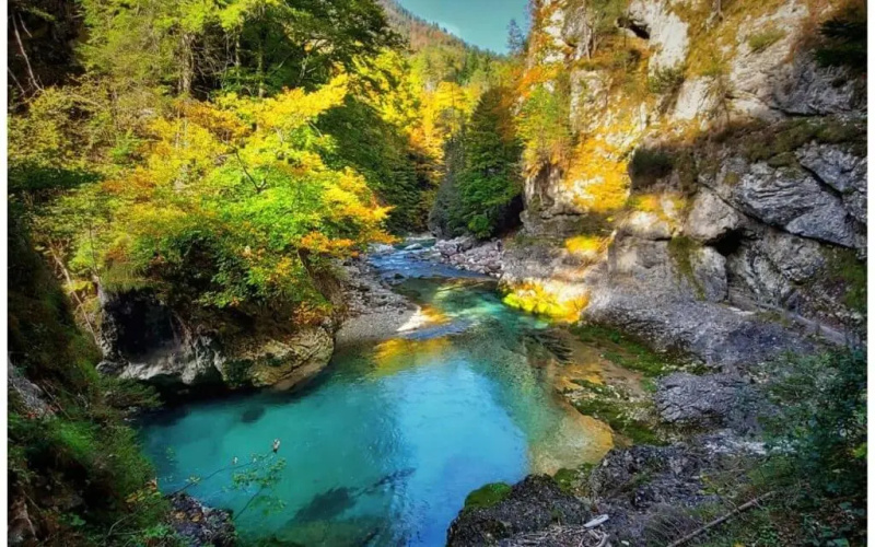 Rododendro 10