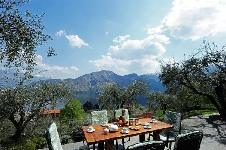 Olive Groves