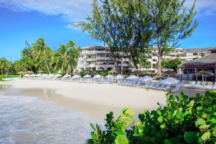 Bougainvillea Barbados photo 24