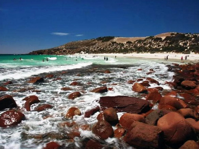 Waves and Wildlife