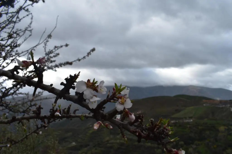 Dreams Alpujarra