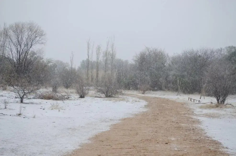 El Zorro Gris