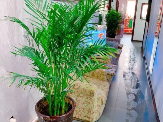 Damei Apartment