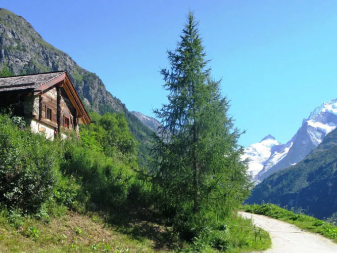 Chalet Epilobes