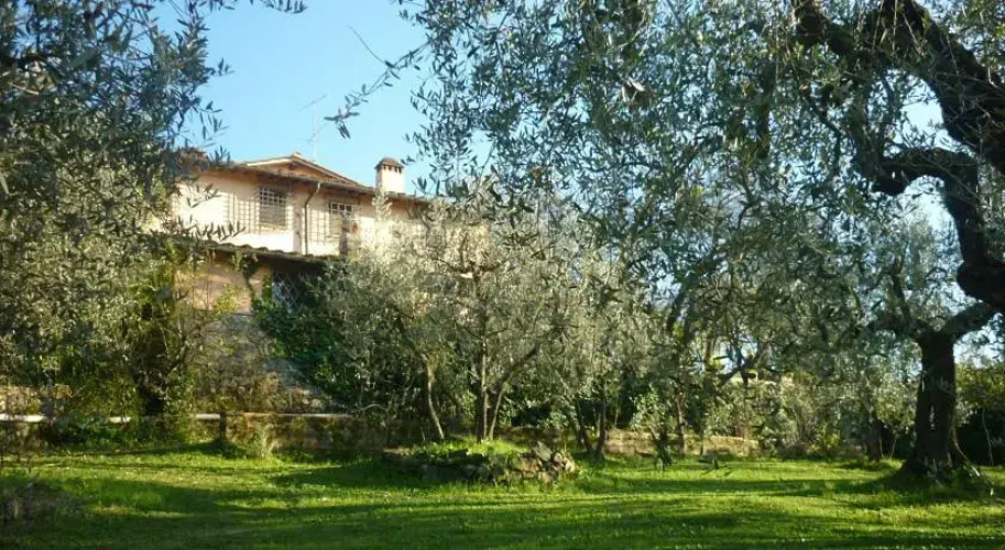 il mandorlo