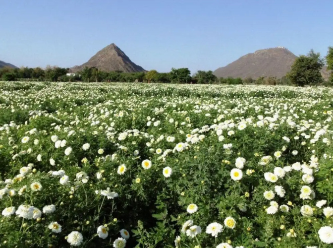 The Pushkar Ramblers Hub