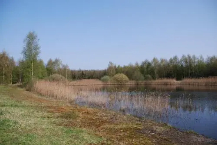 Vledderstee