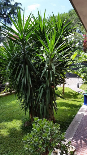 Il Giardino di Giulia 2