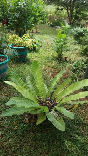 Fairview Dill homestay