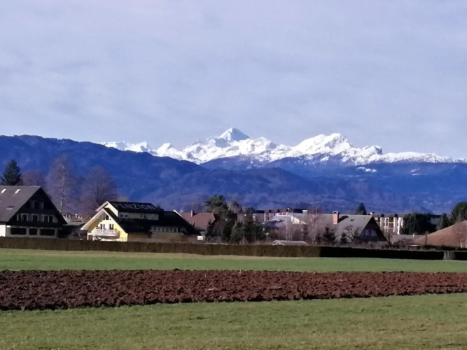 edelweiss