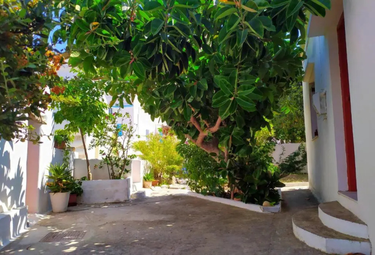 Almond trees house