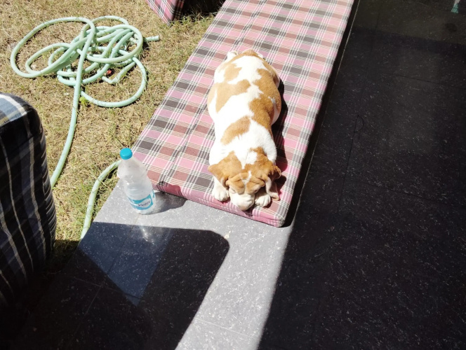 Dog n Hill