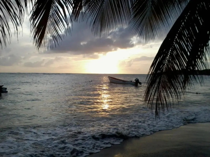 Palm View
