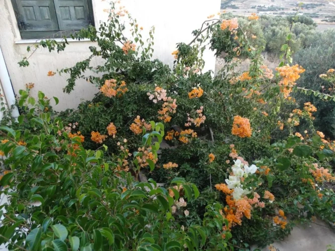 Standard Double room with balcony and with view