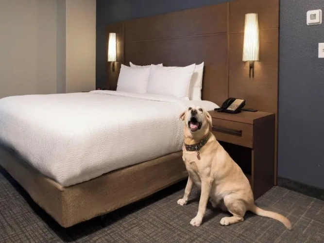 Quadruple Suite