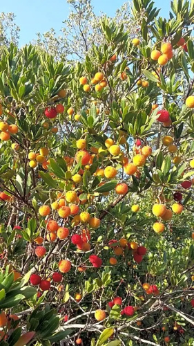 Corsica Monti