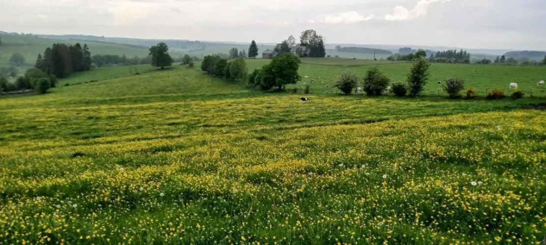 Gîte du Cheval Blanc à Houmont