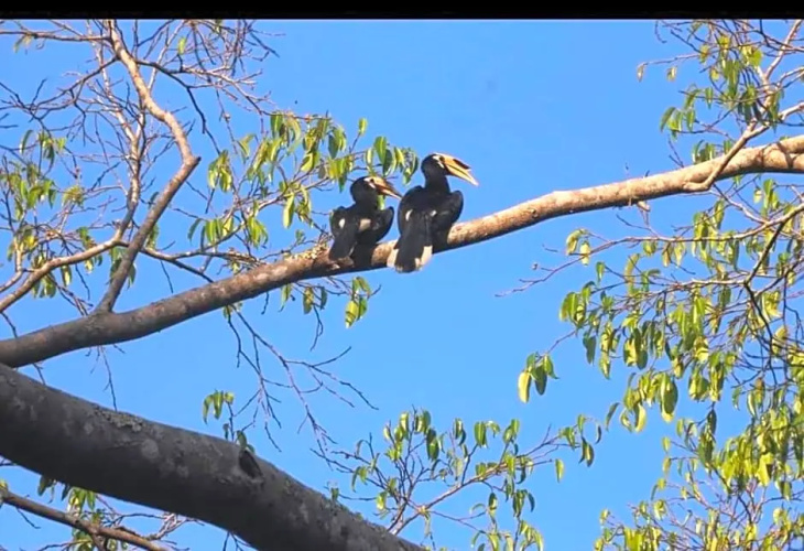 Pakchong hostel & wildlife tour