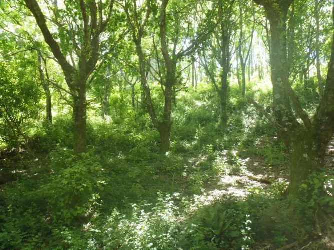 Blackberry Hill Farm