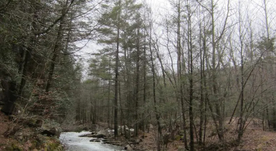 Dry River Cabin