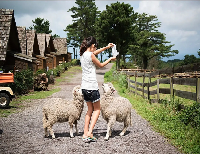 Jeju Yangtte Farm