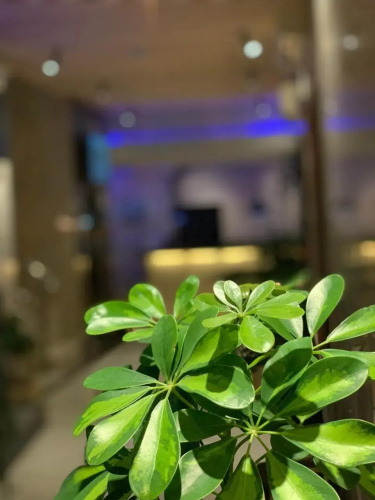 SAS RTL Hotel