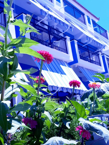 Zante Dahlia