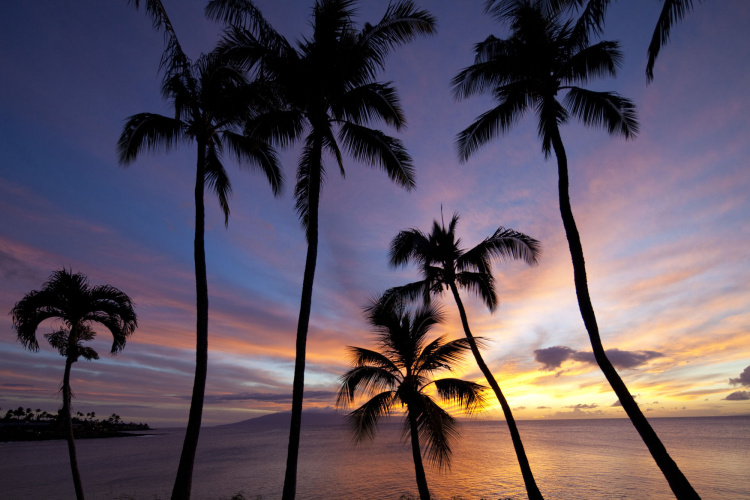 Napili Kai Beach Resort photo 11