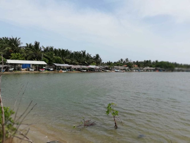 dolphin wadiya
