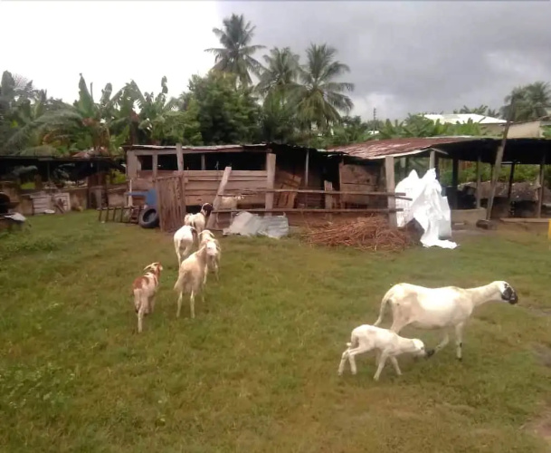 Aeonex Farms