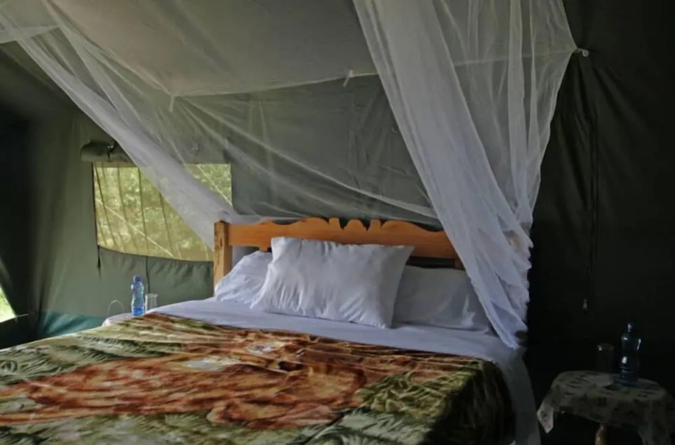 Fisi Camp