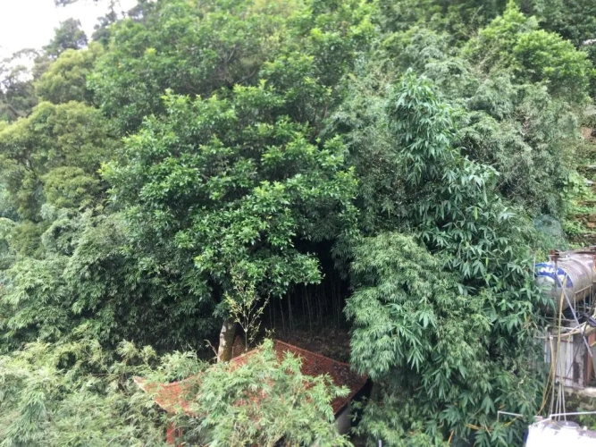 Standard Double room with garden view