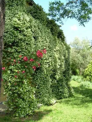In centro - Mutino