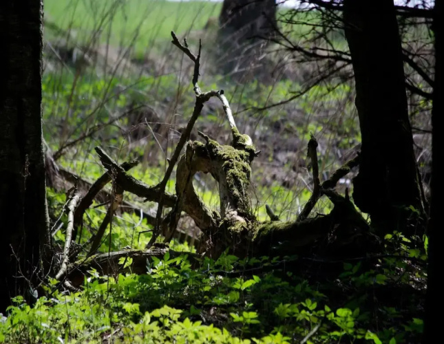 Doppelhaushalfte in Hasselfelde