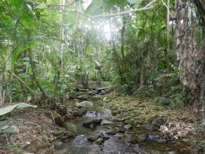 Casa na Floresta