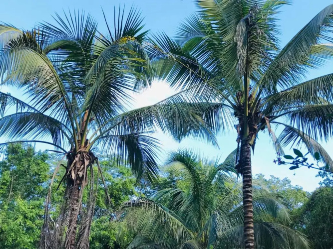 Mango Walk Inn