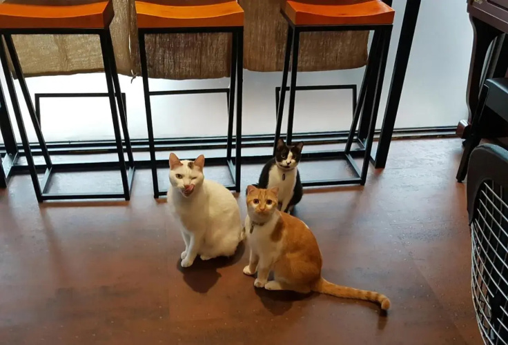 Meow G Cafe Hostel