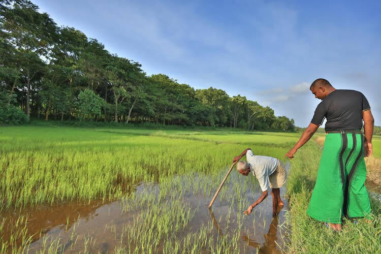 Horathapola Estate Over view