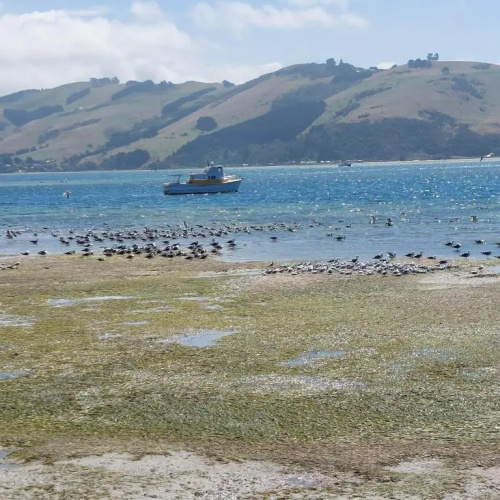 Otago Peninsula Paradise