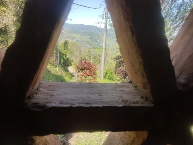 Standard Double room with garden view