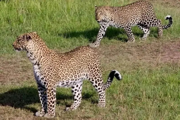Semadep Safari Camp