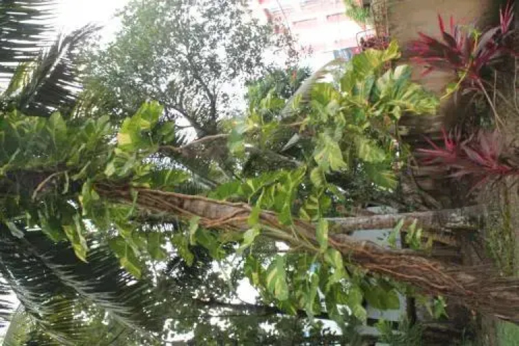 Venice Nest