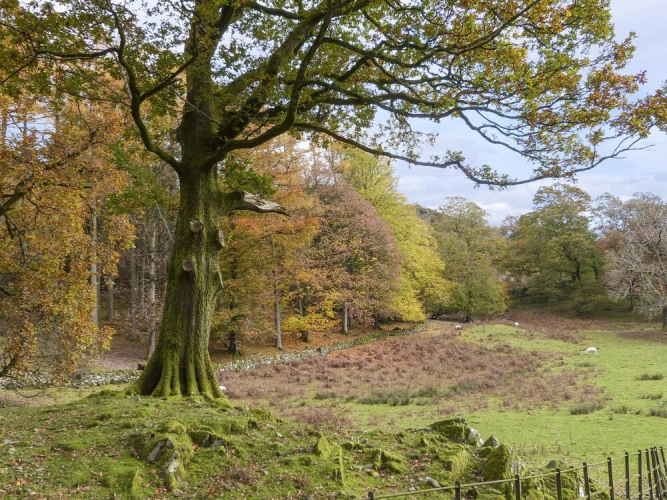Elm - Woodland Cottages