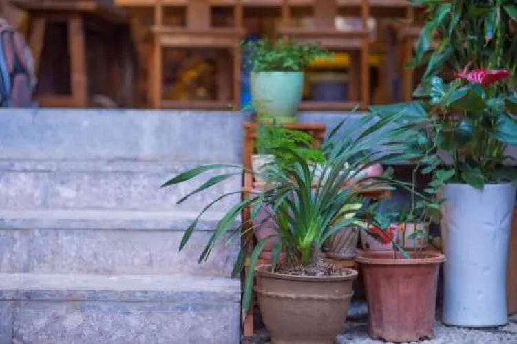Blooming Flower Hostel