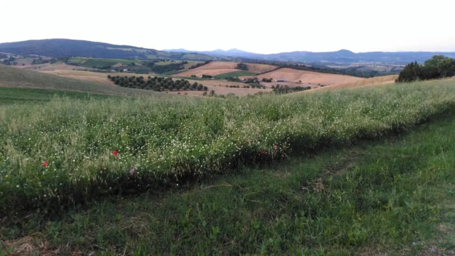 Agriturismo Uliveto Gretacci