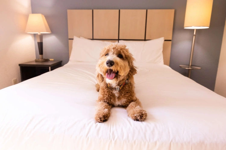 1 Bedroom Double Suite